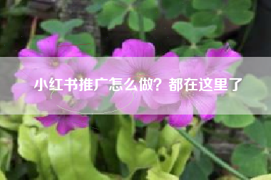 小红书推广怎么做？都在这里了